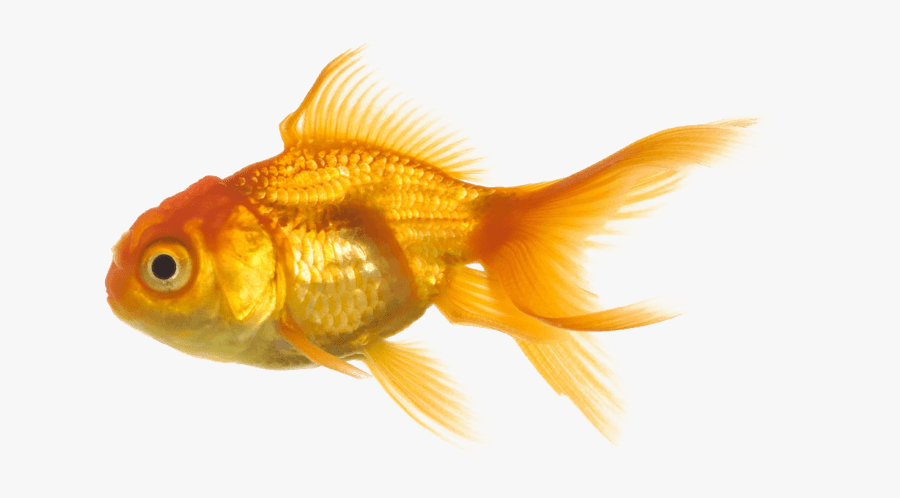 Gold Fish Png - Transparent Background Gold Fish Png, Transparent Clipart