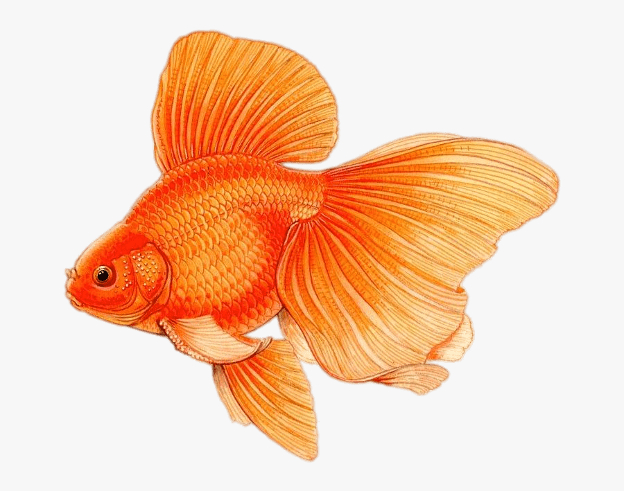 Goldfish With Large Fins Drawing Clip Arts - Dibujos De Peces A Color, Transparent Clipart