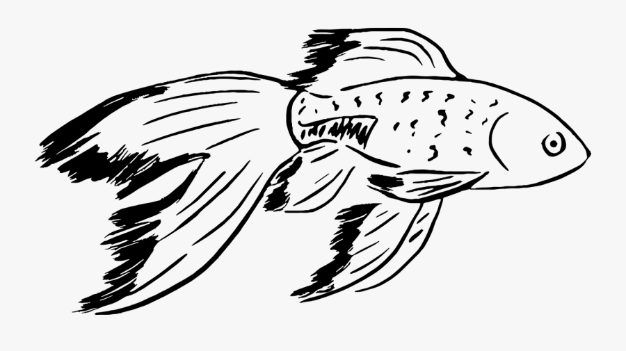 Goldfish, Fish, Vector, Image, Black, Hand Drawn - Imagenes De Peces Para Colorear, Transparent Clipart