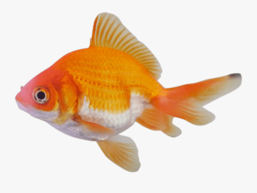 Transparent Goldfish In Bowl Clipart - Peces Pecera Png, Transparent Clipart