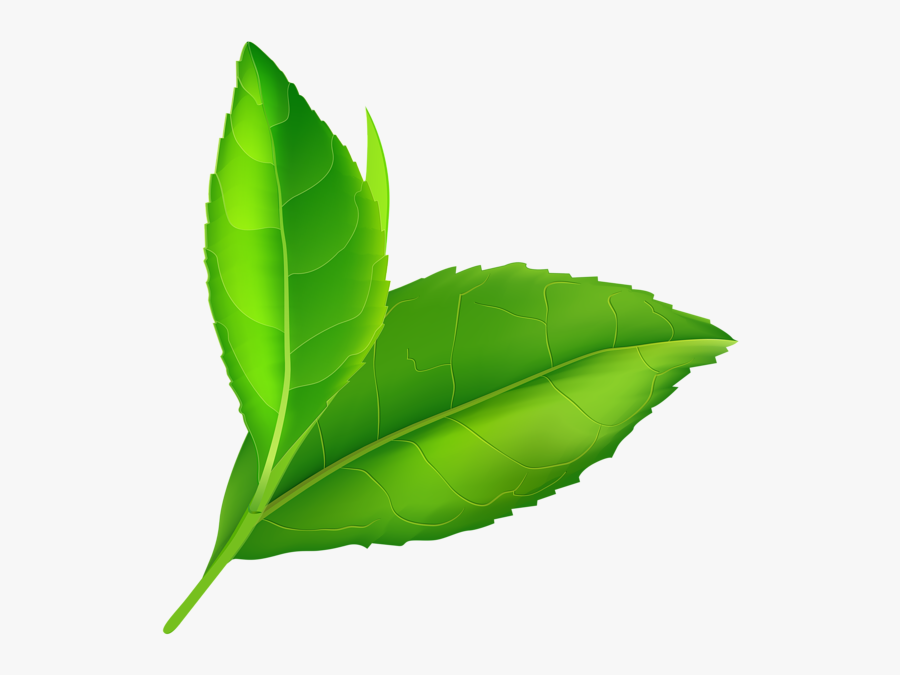 Spring Green Leaves Png Clip Art - Transparent Background Leaves Clipart Png, Transparent Clipart