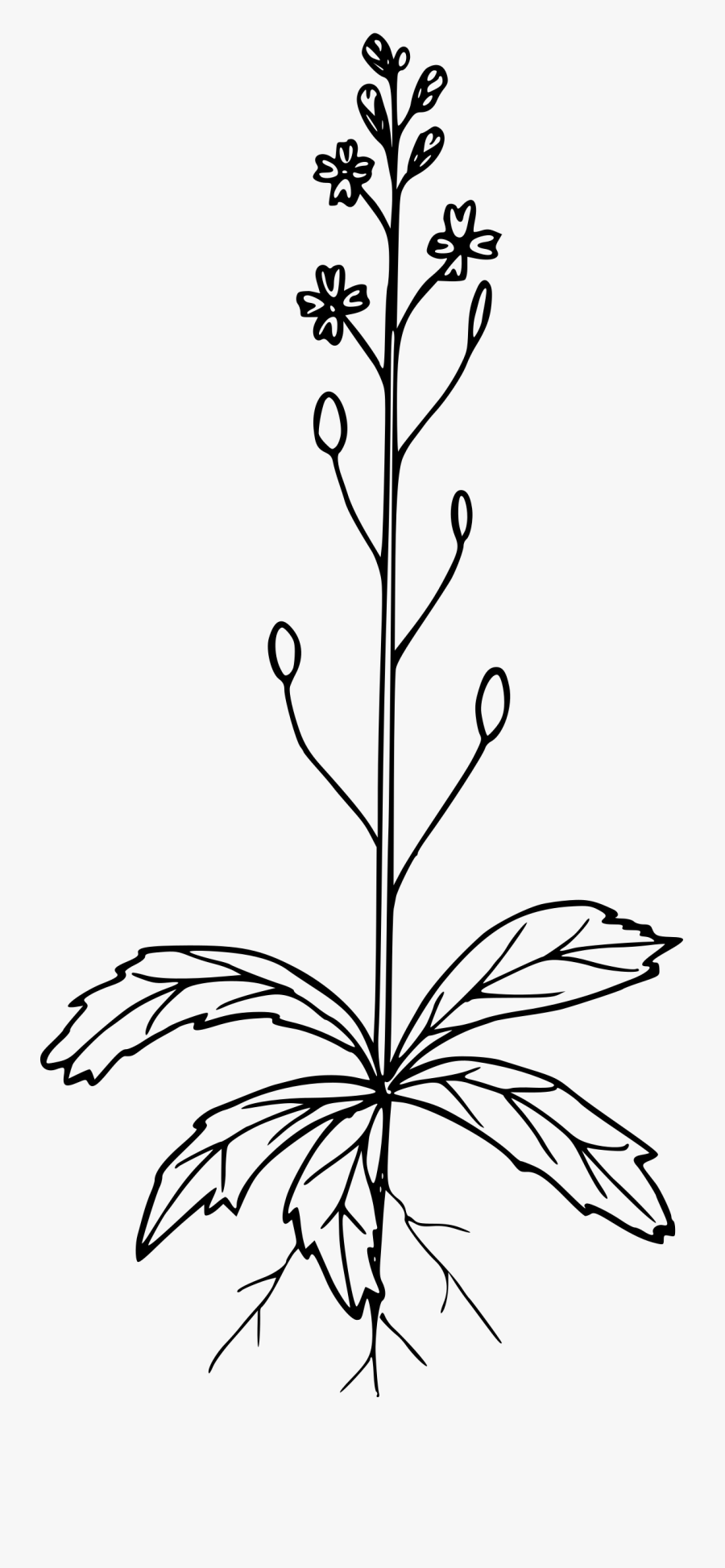 Spring Whitlow Grass - Coloring Page, Transparent Clipart