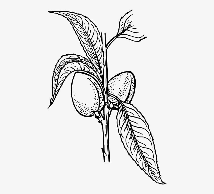 Almond Plant Nut - Plant Clip Art, Transparent Clipart