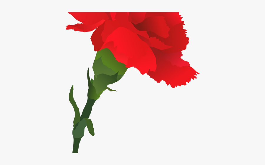 Red Carnation Carnation Png, Transparent Clipart