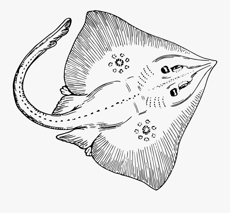 Skate - Stingray Black And White, Transparent Clipart