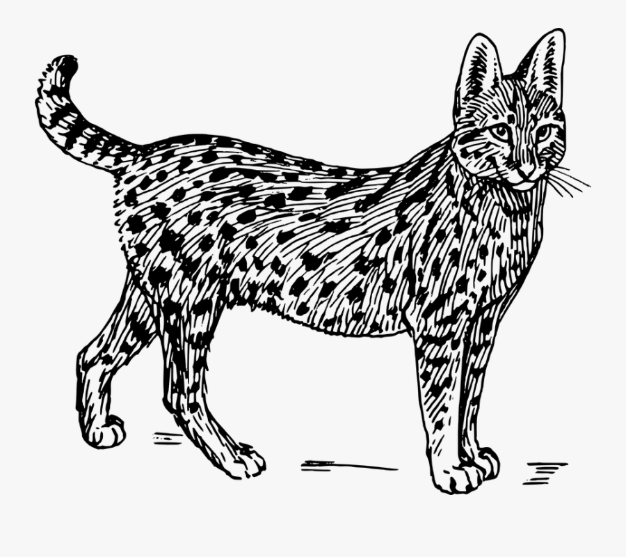 Wild Cat Black And White, Transparent Clipart