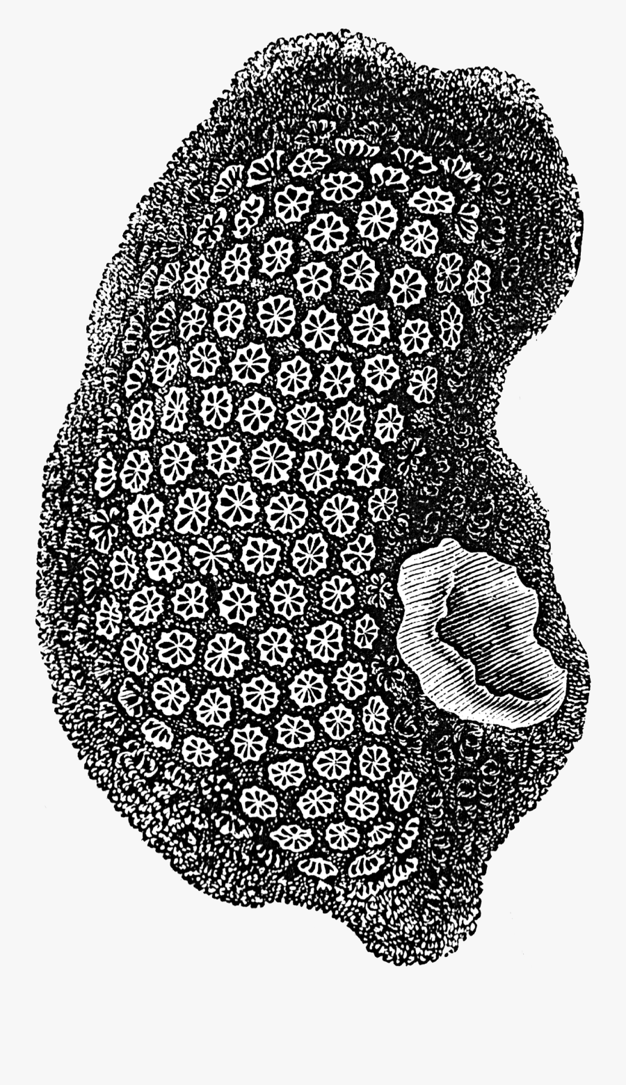 Illustration, Transparent Clipart