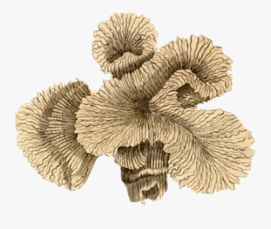 Coral - Vintage Coral, Transparent Clipart