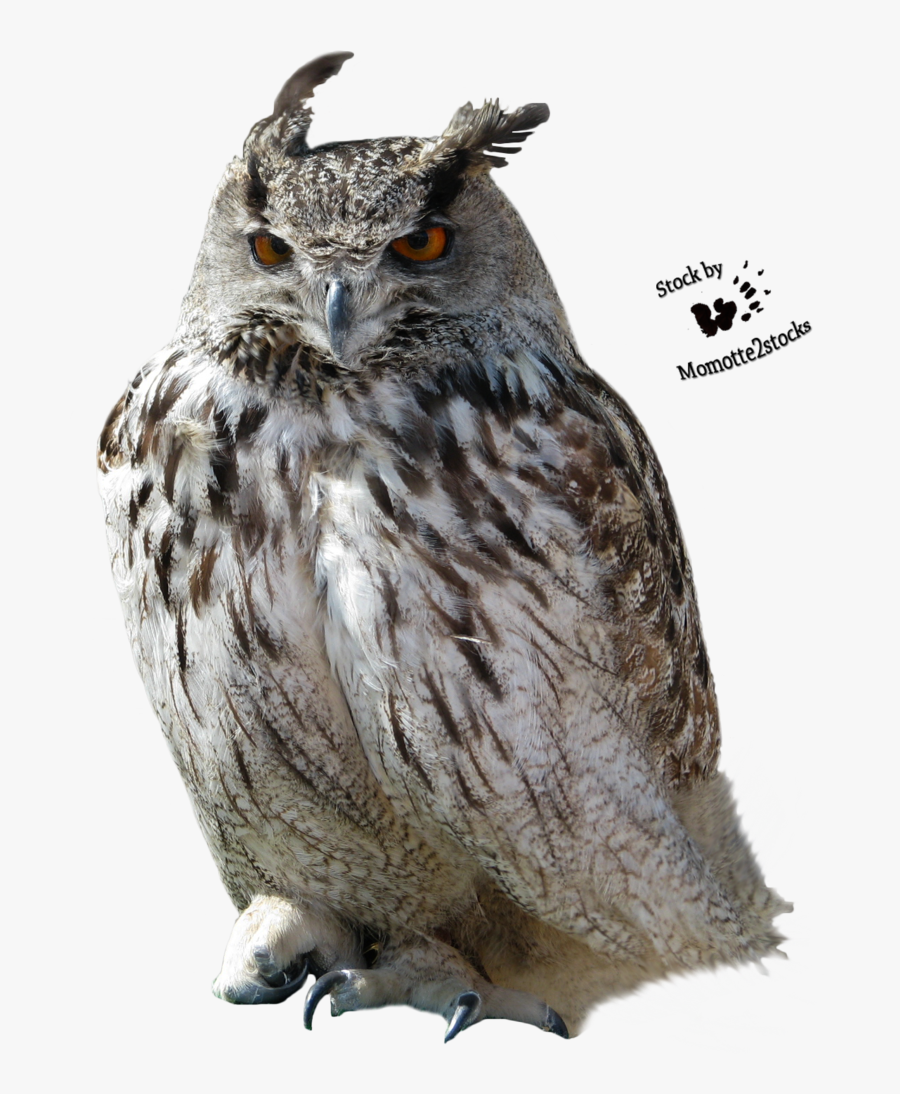 Owl Clip Art - Owl Image High Resolution, Transparent Clipart