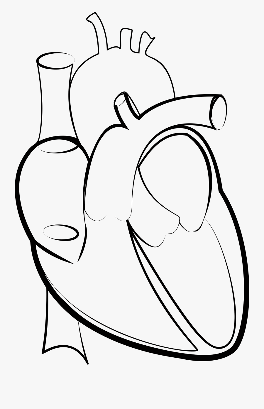 Black & White Line Drawing Of Two Love Heart Shapes - Human Heart Line Art Png, Transparent Clipart