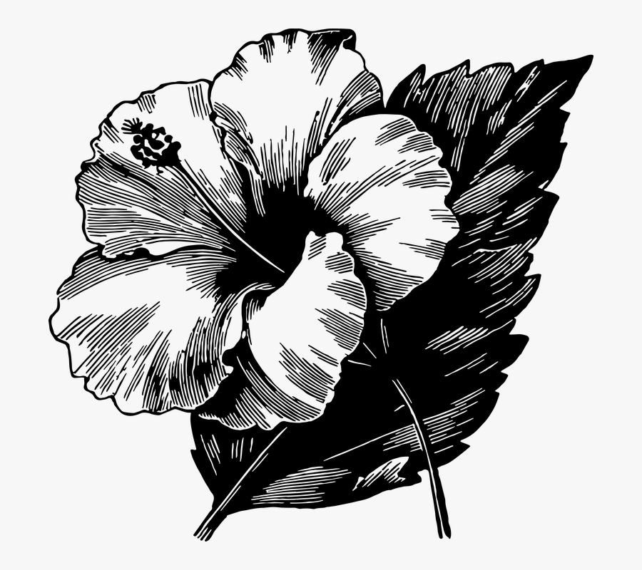 Transparent Hibiscus Leaf Clipart - Bloom With Grace, Transparent Clipart