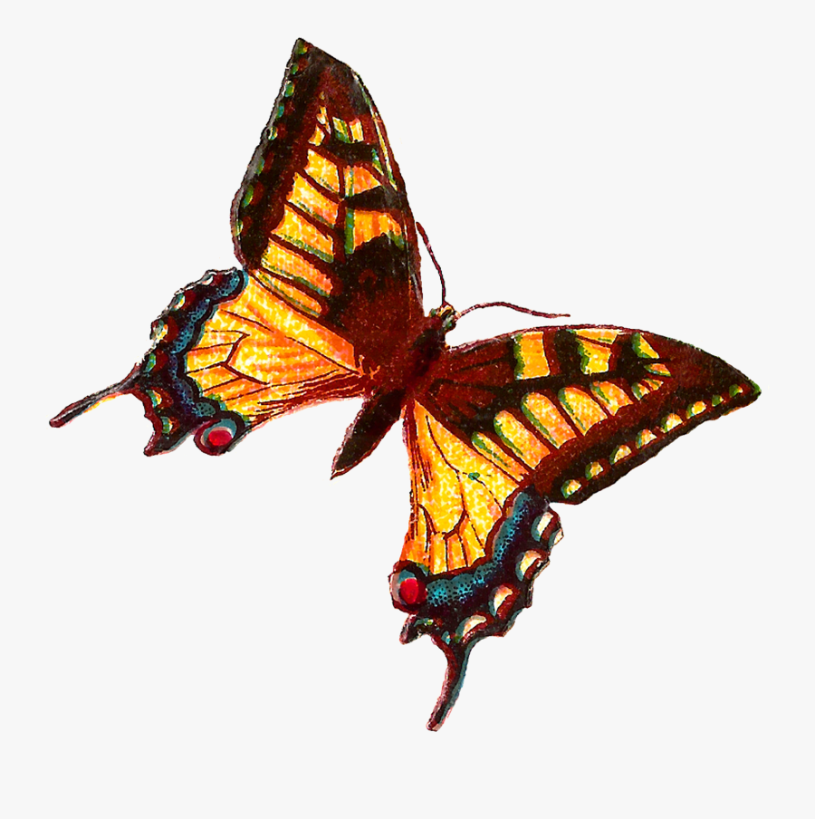 Butterfly, Transparent Clipart