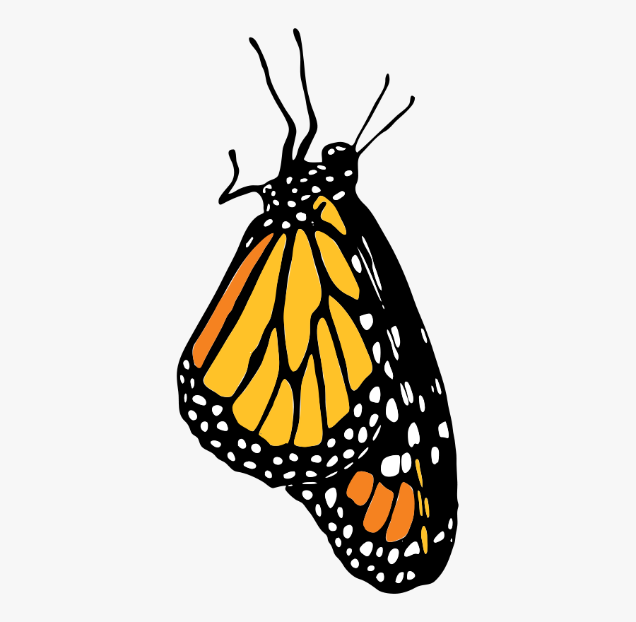 Monarch - Monarch Butterfly Side Profile Silhouettes, Transparent Clipart