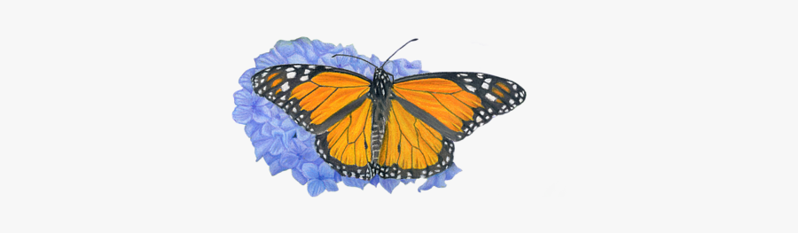 Monarch Butterflies And Hydrangeas, Transparent Clipart