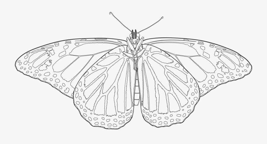Transparent Monarch Butterflies Png - Png Monarch Butterfly Drawing, Transparent Clipart