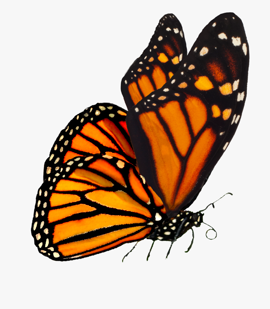 Monarch Butterfly Transparent Background, Transparent Clipart