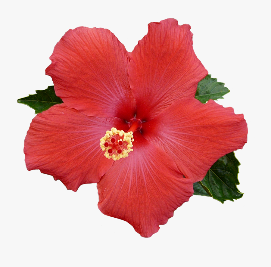 Hawaiian Flower Clipart Free - Hibiscus Flower Transparent Background, Transparent Clipart