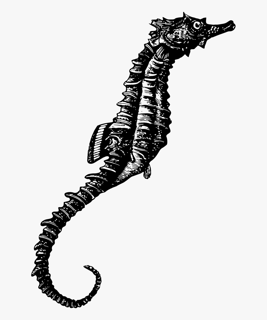 Seahorse Photos Black And White Free, Transparent Clipart