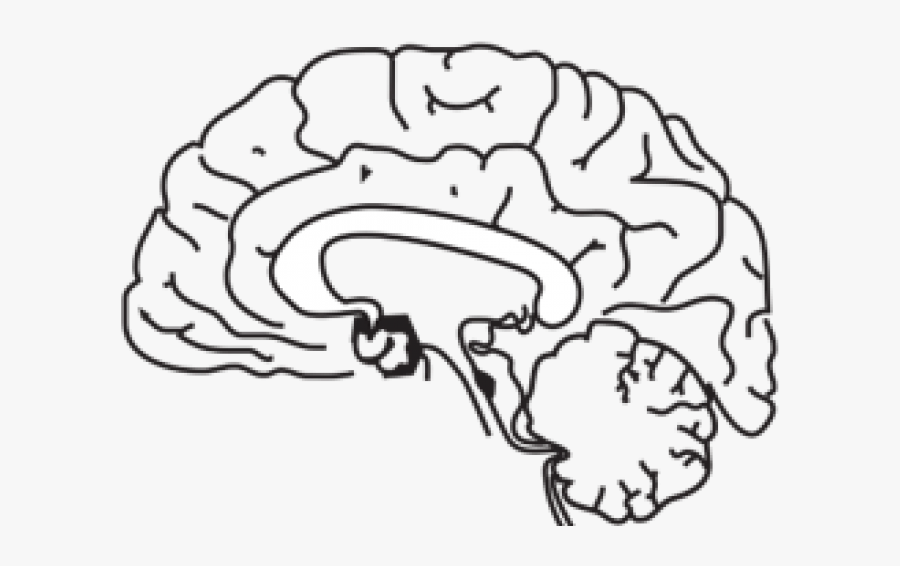 Human Brain Clip Art Black And White, Transparent Clipart