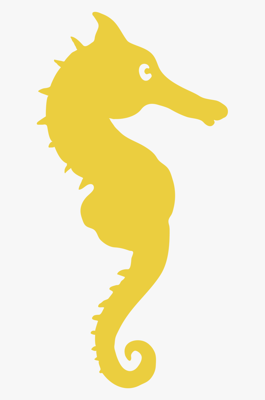 Seahorse - Illustration, Transparent Clipart