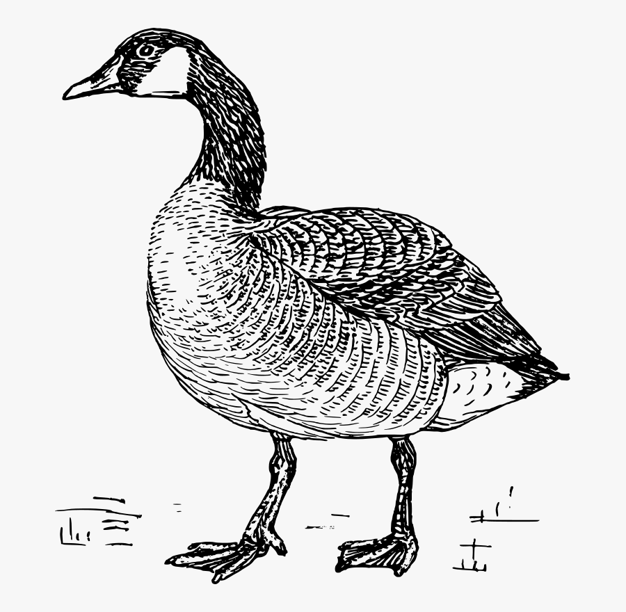 Goose - Canada Goose Line Drawing, Transparent Clipart