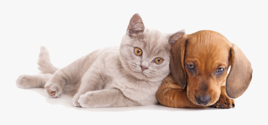 And Horse Sitting Pet Dog Together Cat Clipart - Dog And Cat Png, Transparent Clipart