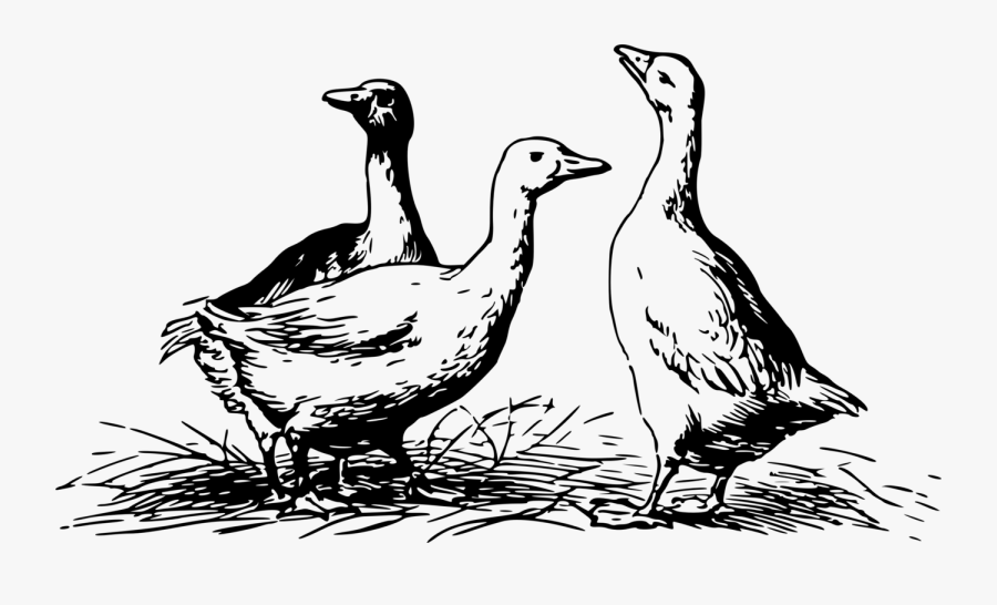 Kisscc0 Magpie Goose Duck Black Swan Canada Geese- - Geese Black And White, Transparent Clipart