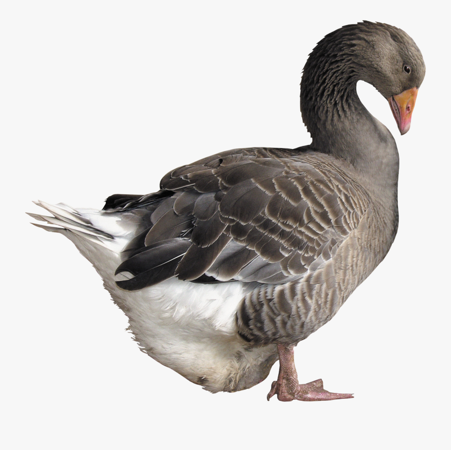 Goose - Water Animal Png, Transparent Clipart