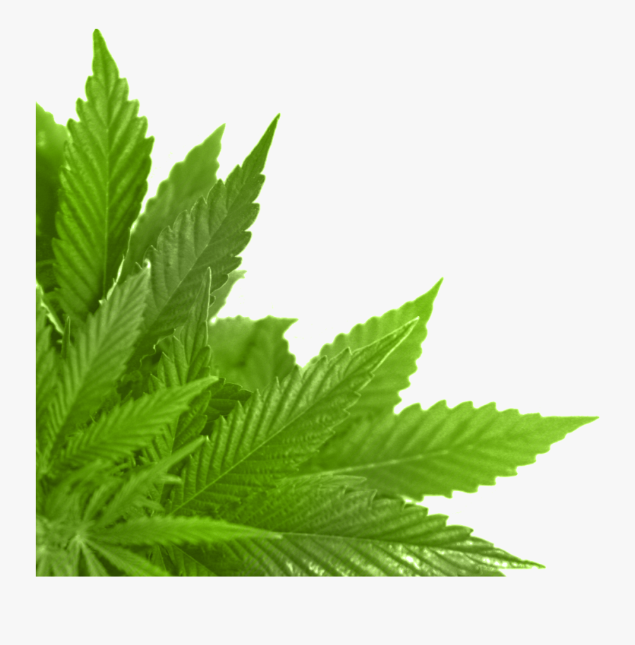 Green Leaves Png - Leaf Png, Transparent Clipart