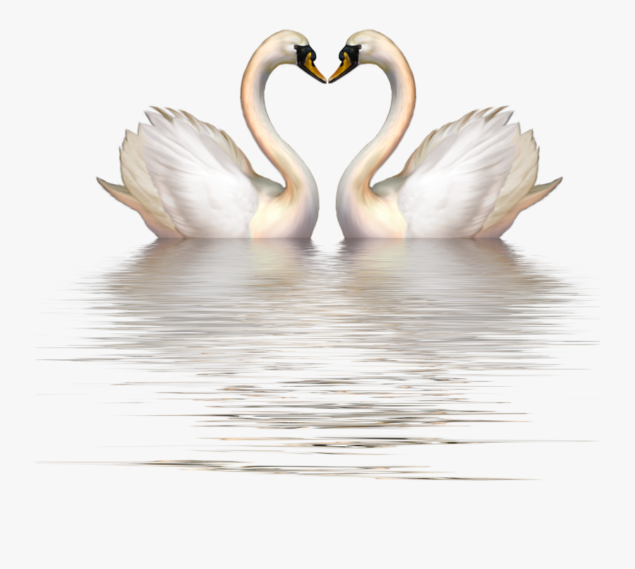 Transparent Geese Png - Swan Heart Clipart, Transparent Clipart