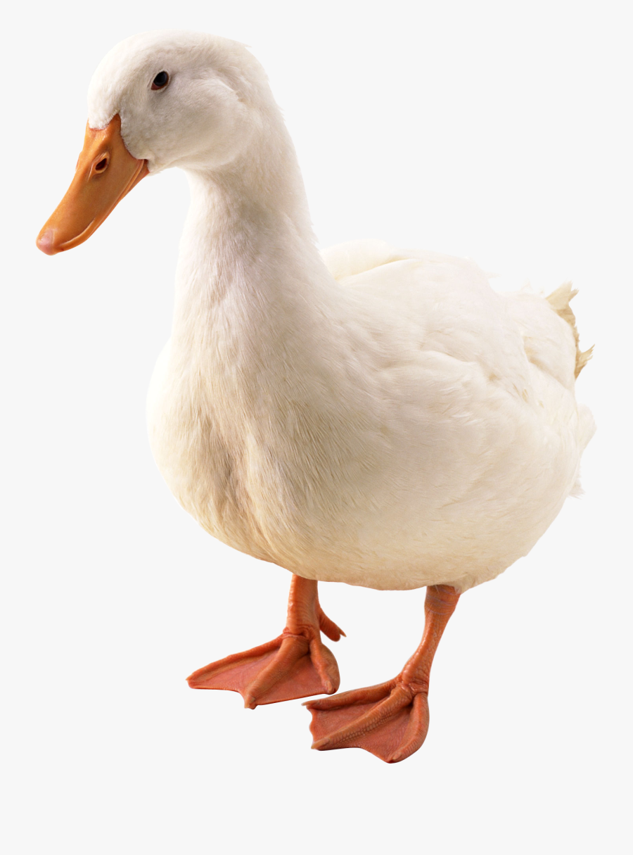 Goose - Duck Png, Transparent Clipart