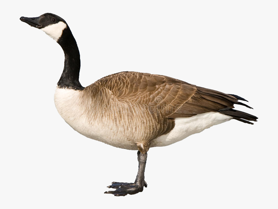 Canadian Goose Clipart , Png Download - Canadian Goose Clipart Png, Transparent Clipart
