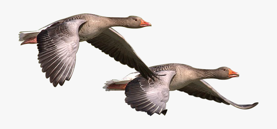 Wild Goose Png, Transparent Clipart