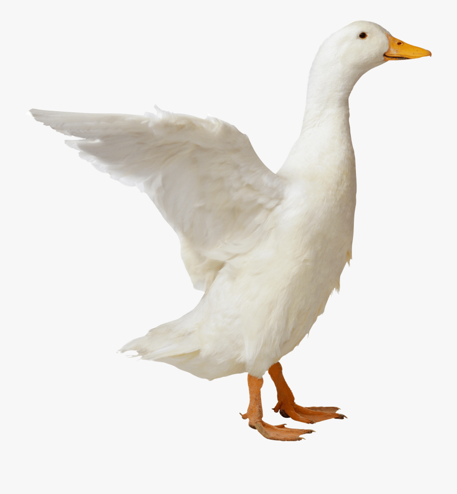 Duck Clipart Side View - White Duck Png, Transparent Clipart