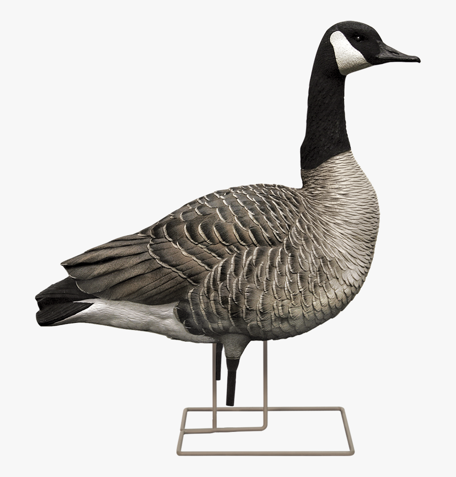 Canada Goose Clip Art , Png Download - Avian-x, Transparent Clipart