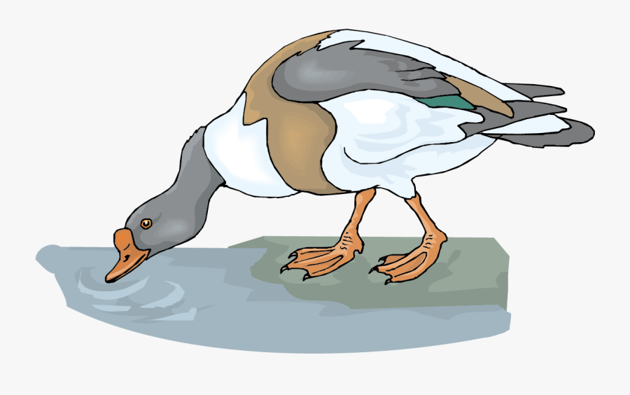 Goose Clipart Vector - Birds Drinking Water Cartoon, Transparent Clipart