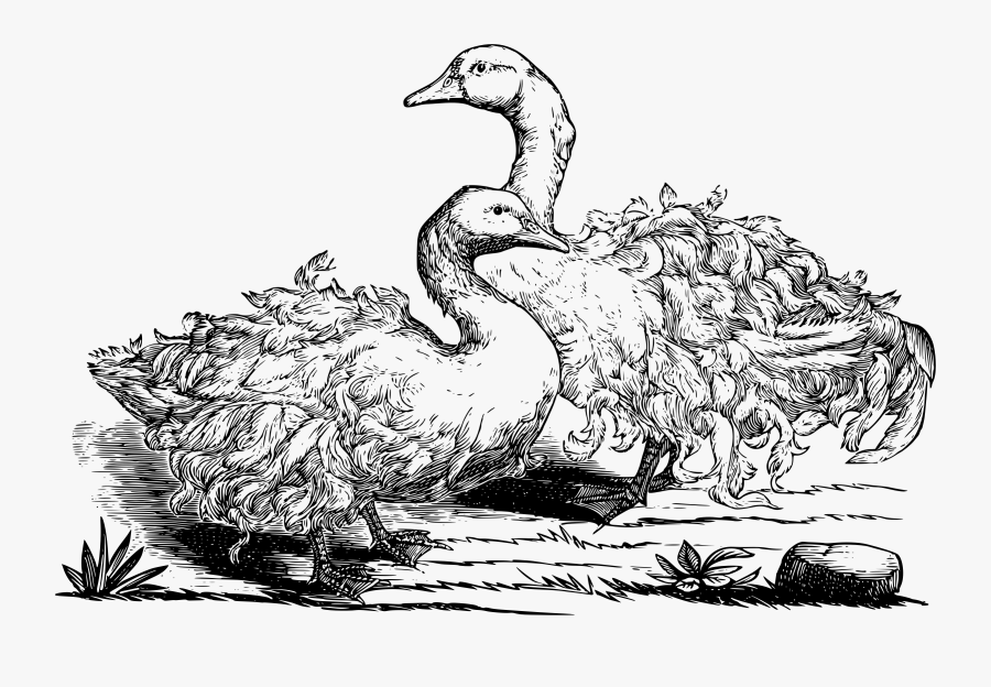 Sebastopol Geese - Sebastopol Goose Drawing, Transparent Clipart