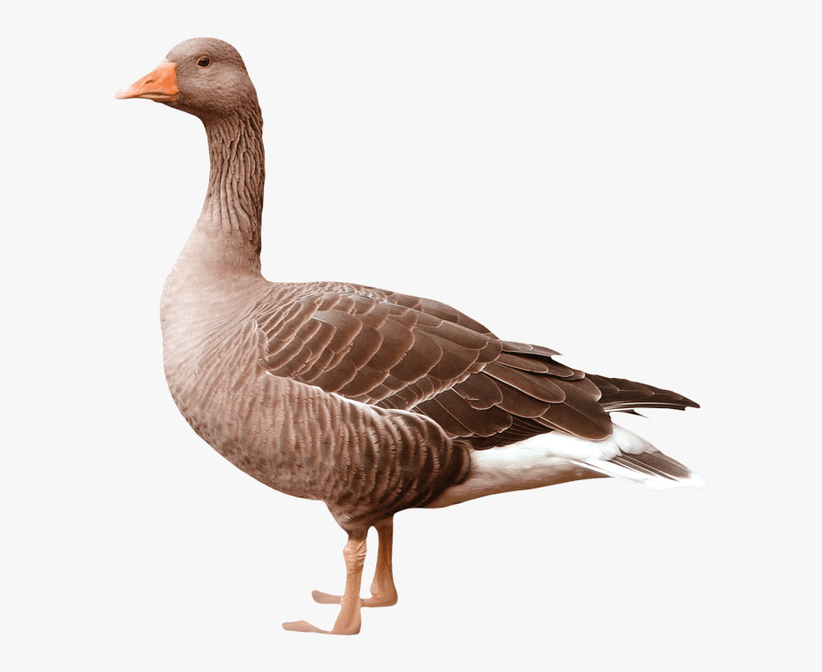 Goose, Transparent Clipart