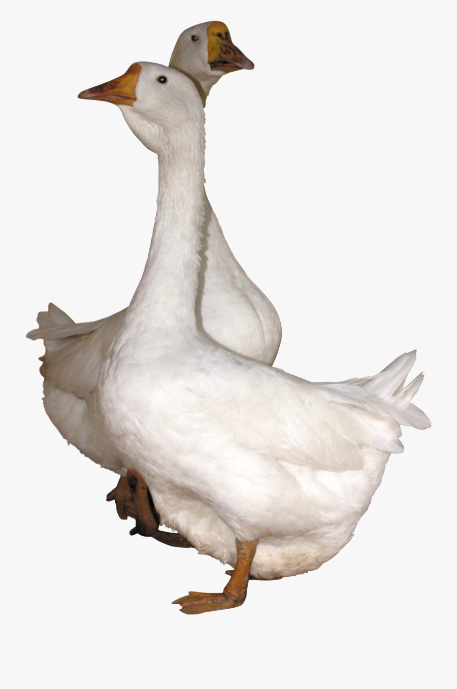 Goose Png - Gooses Png, Transparent Clipart