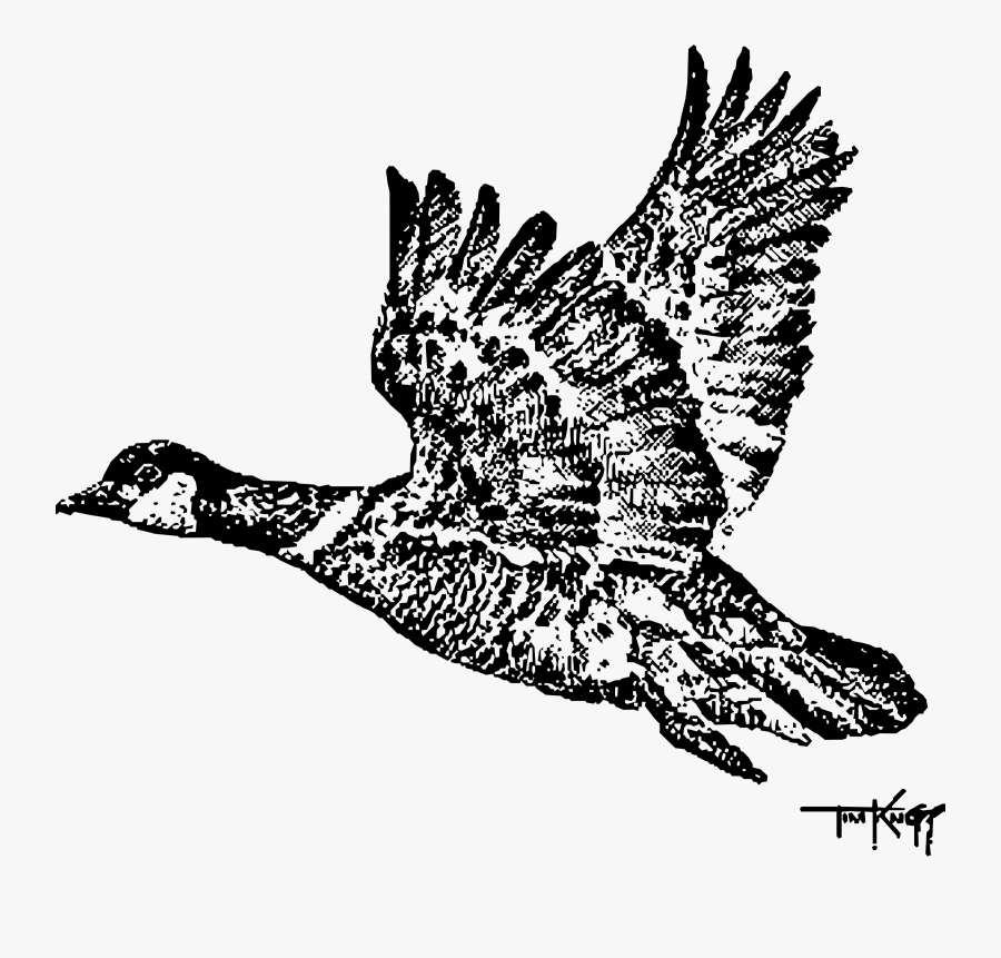 Aleutian Goose Clip Arts, Transparent Clipart