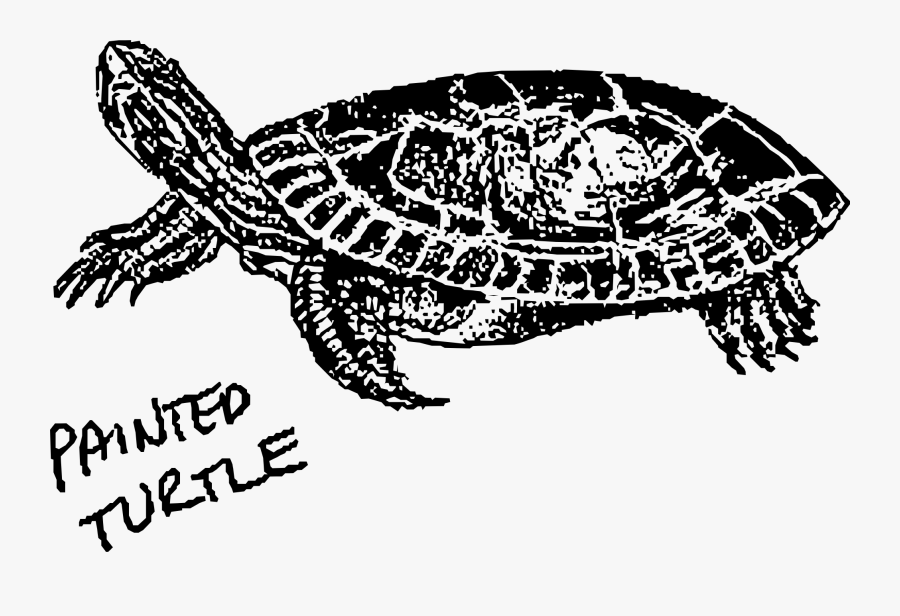 Painted Turtle Clip Arts Turtle , Free Transparent Clipart ClipartKey