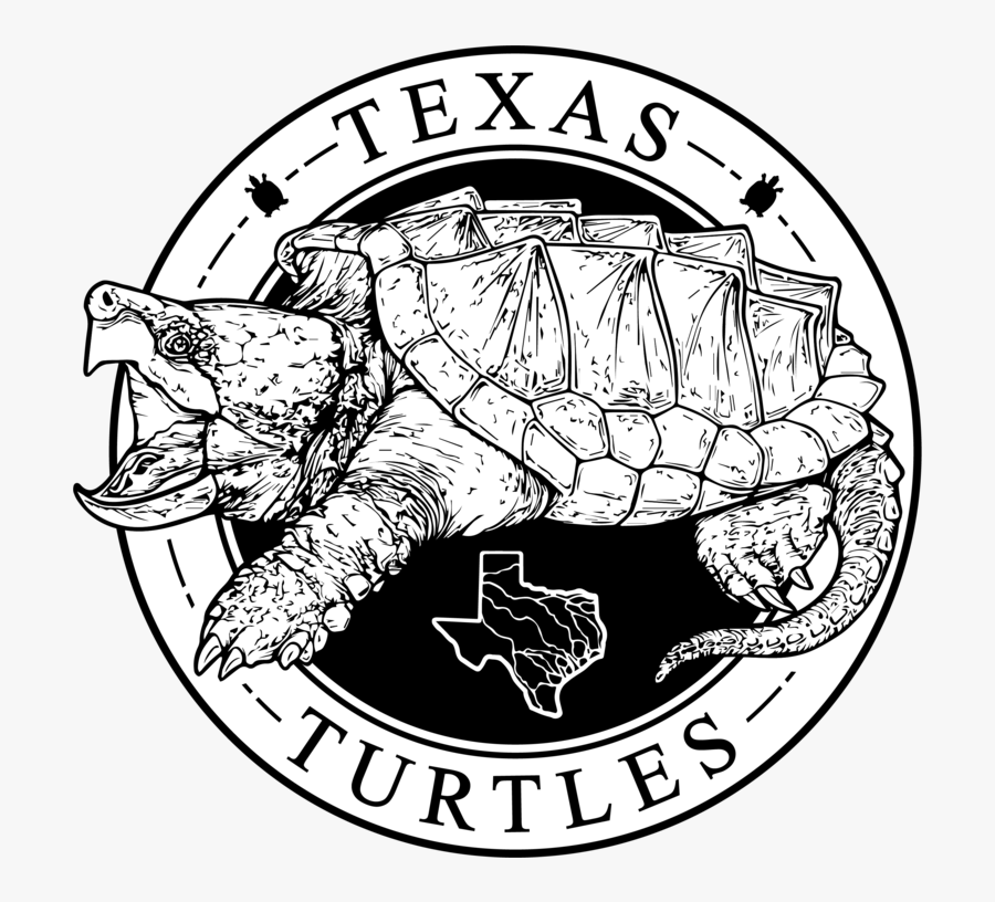 Tortoise, Transparent Clipart