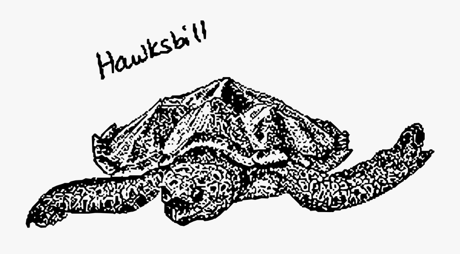 Hawksbill Turtle Clip Arts - Turtle, Transparent Clipart