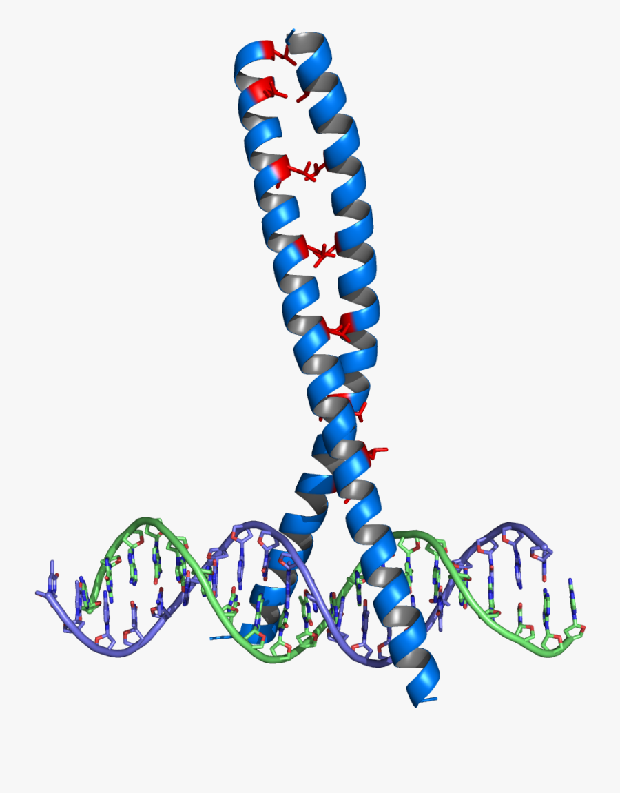 Leucine Zipper Leucine Zipper Dna Binding Domain , Free Transparent