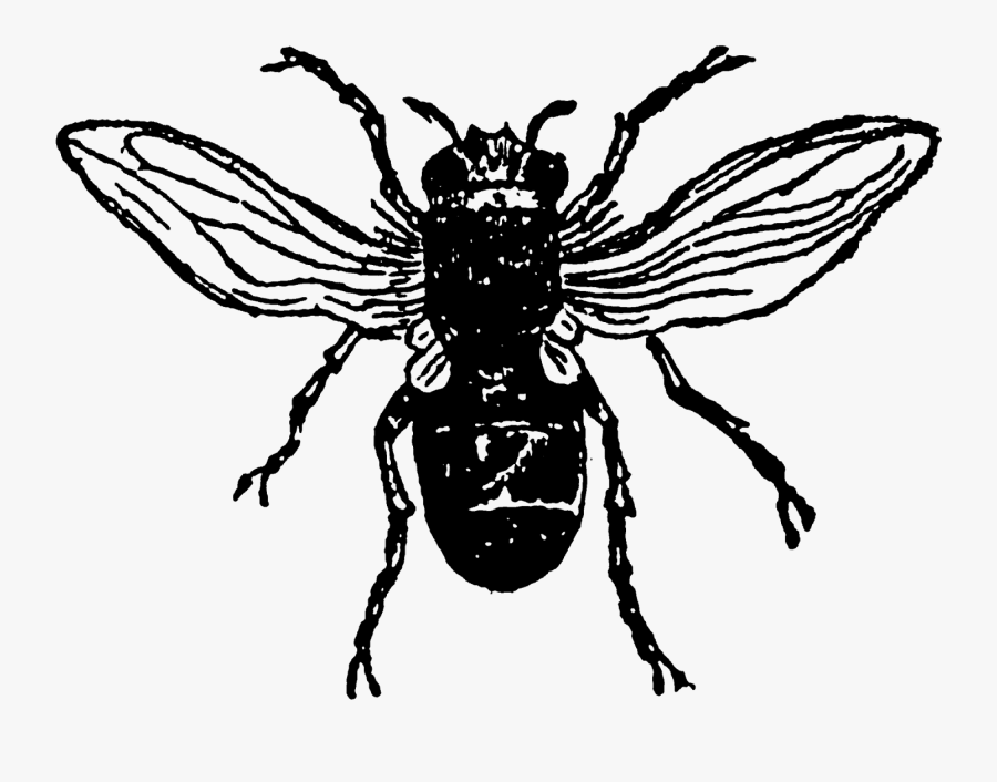 Bee, Transparent Clipart