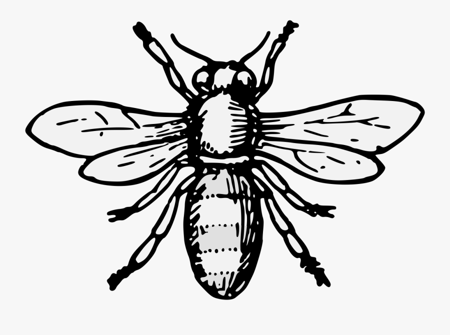 Download Heraldic Bee , Free Transparent Clipart - ClipartKey
