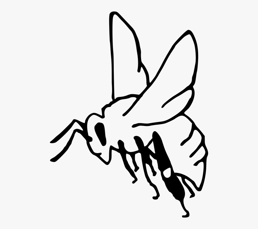 Bee, Pollination, Insect, Garden, Honey, Sting, Outline, Transparent Clipart