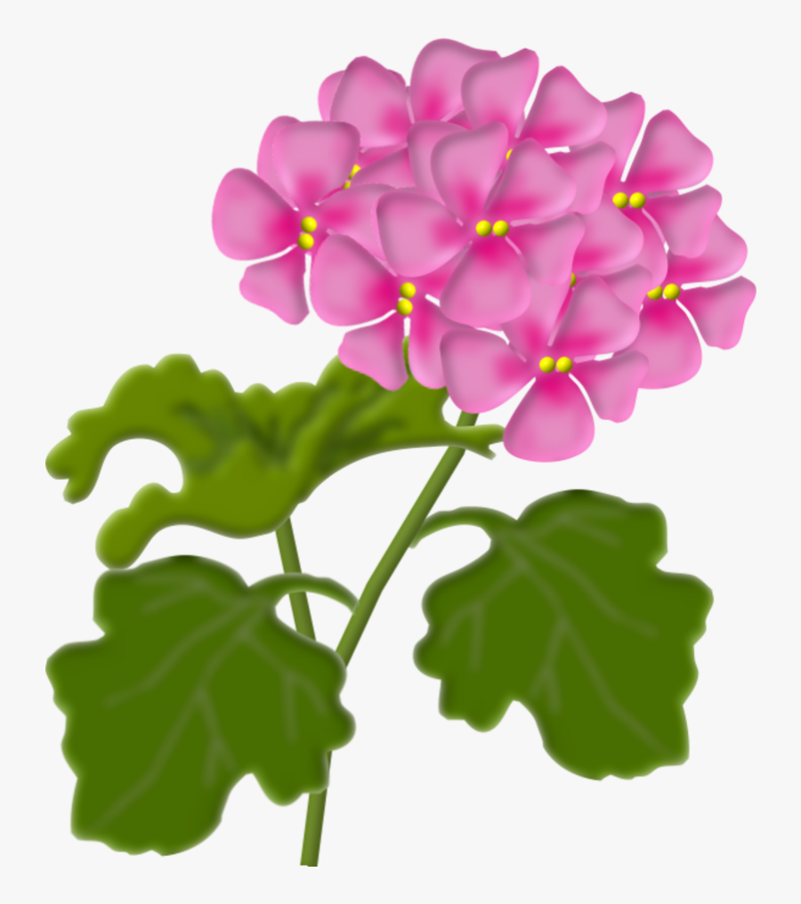 Transparent Geranium Png - Lantana Clipart, Transparent Clipart