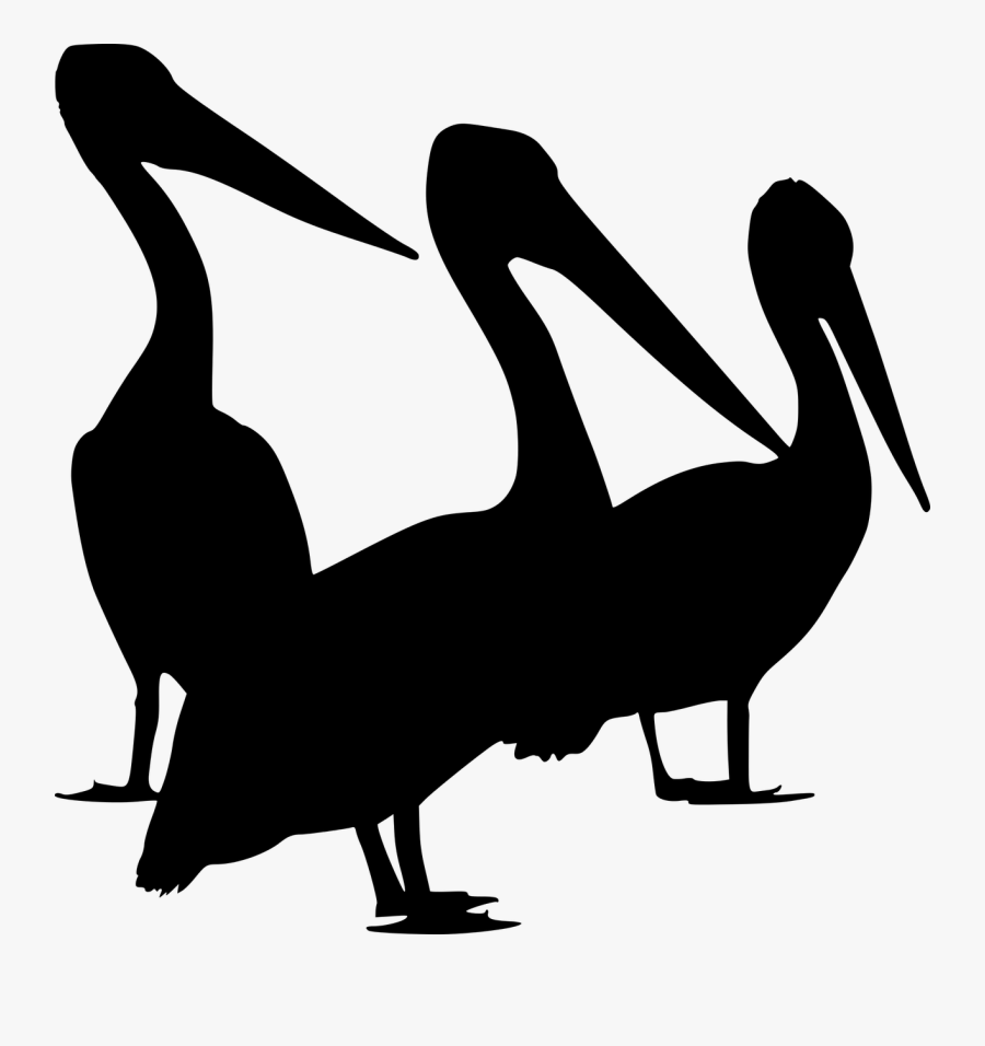 Pelican - Pelican Silhouette Png, Transparent Clipart