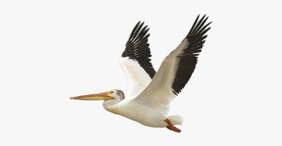 46570 - Flying Birds In America, Transparent Clipart